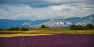 Lavender field, франция